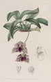 Maxillaria liknande Stapelia - Sydenham Edwards — vy av konstverket