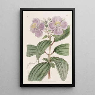 Sydenham Edwards - Starry Osbeckia with small scales.webp