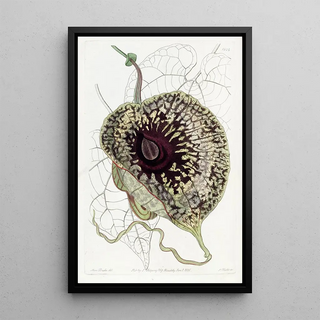 Sydenham Edwards - Stinking Birthwort.webp