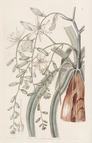 Sydenham Edwards - Straggling Star of Bethlehem.webp