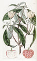 Benthamia à fruits de fraise - Sydenham Edwards — vy av konstverket