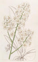 Oncidium färg halm - Sydenham Edwards — vy av konstverket