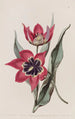 Tulipa med stark doft - Sydenham Edwards — vy av konstverket