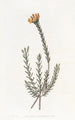 Pultenaea subombellée - Sydenham Edwards — vy av konstverket