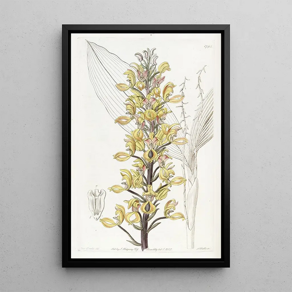 Sydenham Edwards - Superb Govenia.webp