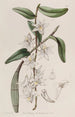 Dendrobium à tige douce - Sydenham Edwards — vy av konstverket