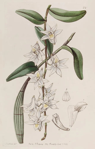 Sydenham Edwards - Sweet Clubstemmed Dendrobium.webp