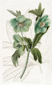 mild helleborus - Sydenham Edwards — vy av konstverket