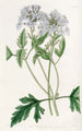 Verveine lilas douce - Sydenham Edwards — vy av konstverket
