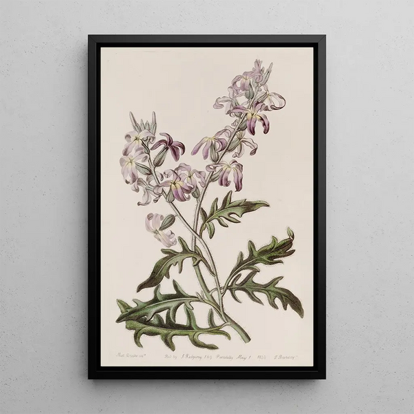 Sydenham Edwards - Sweetest Evening Stock.webp