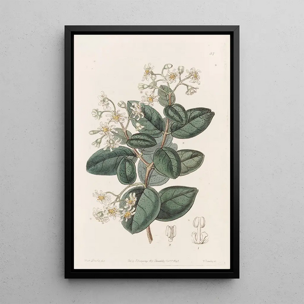 Sydenham Edwards - Sweetscented Boldu.webp