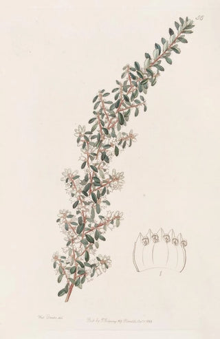 Sydenham Edwards - Sweetscented Cryptandra.webp