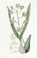 Epidendrum doux - Sydenham Edwards — vy av konstverket