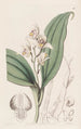 Orchis à cheveux doux - Sydenham Edwards — vy av konstverket