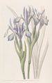 Iris doux - Sydenham Edwards — vy av konstverket
