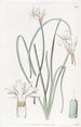 Leucocoryne doux - Sydenham Edwards — vy av konstverket