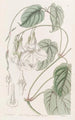 Mandevilla mild - Sydenham Edwards — vy av konstverket