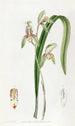 Cymbidium à feuilles d'épée - Sydenham Edwards — vy av konstverket