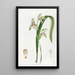 Cymbidium à feuilles d'épée - Sydenham Edwards — inramlat konstverk på väggen