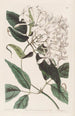Jasmin à feuilles de tilleul - Sydenham Edwards — vy av konstverket