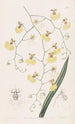 Oncidium med lindblad - Sydenham Edwards — vy av konstverket