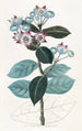 Calotropis haut - Sydenham Edwards — vy av konstverket