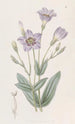 Eustoma haut - Sydenham Edwards — vy av konstverket
