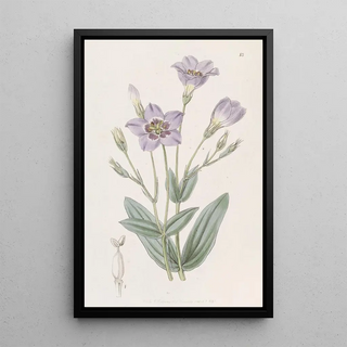 Sydenham Edwards - Tall Eustoma.webp