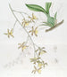 den största Oncidium - Sydenham Edwards — vy av konstverket