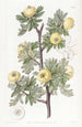 Aubépine à feuilles de tanaisie - Sydenham Edwards — vy av konstverket