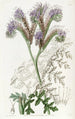 Phacelia à feuilles de tanaisie - Sydenham Edwards — vy av konstverket
