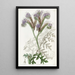Phacelia à feuilles de tanaisie - Sydenham Edwards — inramlat konstverk på väggen