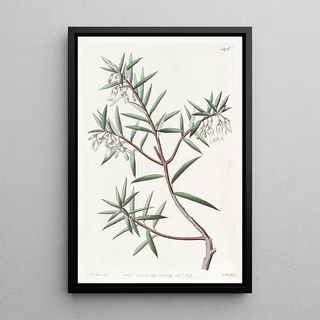 Sydenham Edwards - The Australian Cranberry.webp