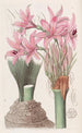 L'amaryllis de Banks - Sydenham Edwards — vy av konstverket