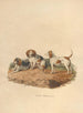 Le Beagle - Sydenham Edwards — vy av konstverket