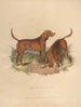 Le Chien de Sang - Sydenham Edwards — vy av konstverket