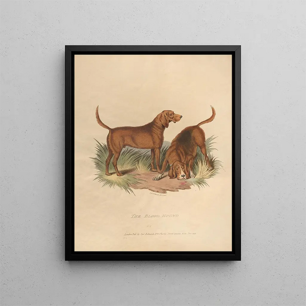 Sydenham Edwards - The Blood Hound.webp