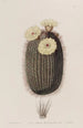 Le cactus balai - Sydenham Edwards — vy av konstverket
