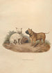 Le bouledogue - Sydenham Edwards — vy av konstverket