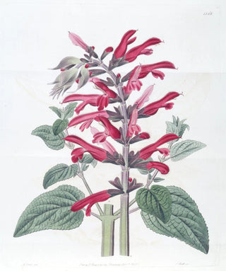 Sydenham Edwards - The Cardinal Sage.webp
