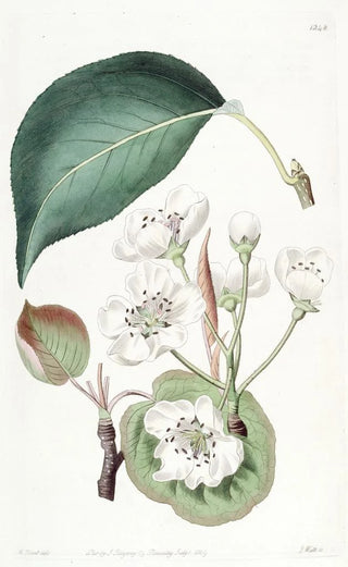 Sydenham Edwards - The Chinese Pear.webp