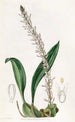 Le bolbophyllum coco - Sydenham Edwards — vy av konstverket