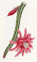 Le cereus rampant cramoisi - Sydenham Edwards — vy av konstverket