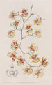 L'oncidium coussin - Sydenham Edwards — vy av konstverket
