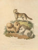Le Chien de Nouvelle-Galles du Sud et le Chien de Poméranie - Sydenham Edwards — vy av konstverket