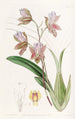 L'oncidium du duc de Bedford - Sydenham Edwards — vy av konstverket
