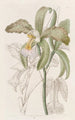 La cattleya à lèvres rugueuses du duc de Bedford - Sydenham Edwards — vy av konstverket