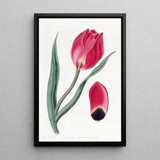Sydenham Edwards - The Early Suns Eye Tulip.webp