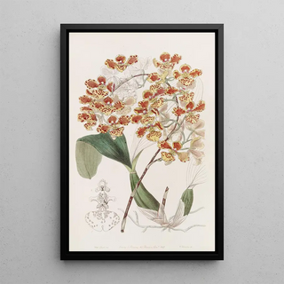 Sydenham Edwards - The Frilled Oncid.webp