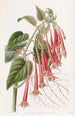 La fuchsia éclatante - Sydenham Edwards — vy av konstverket